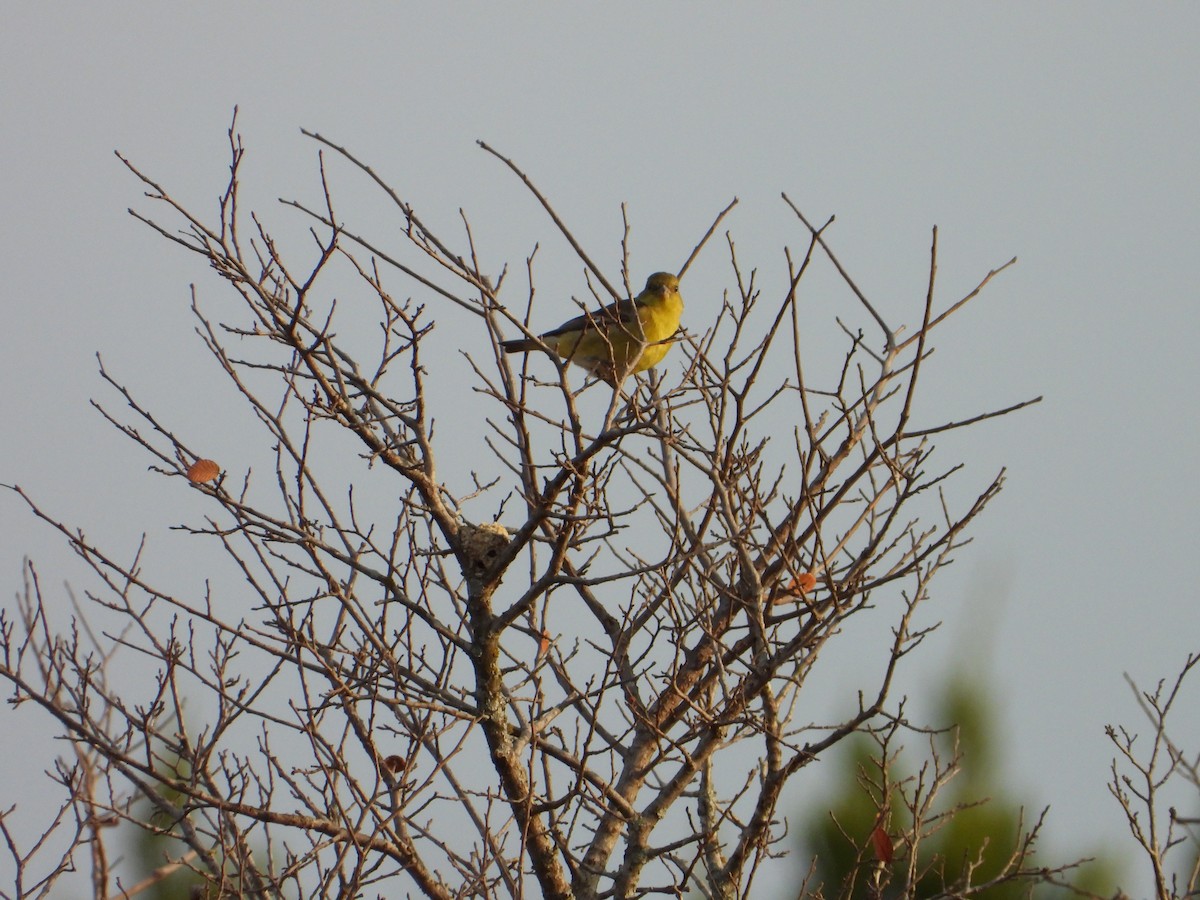 Western/Eastern Meadowlark - ML645675343