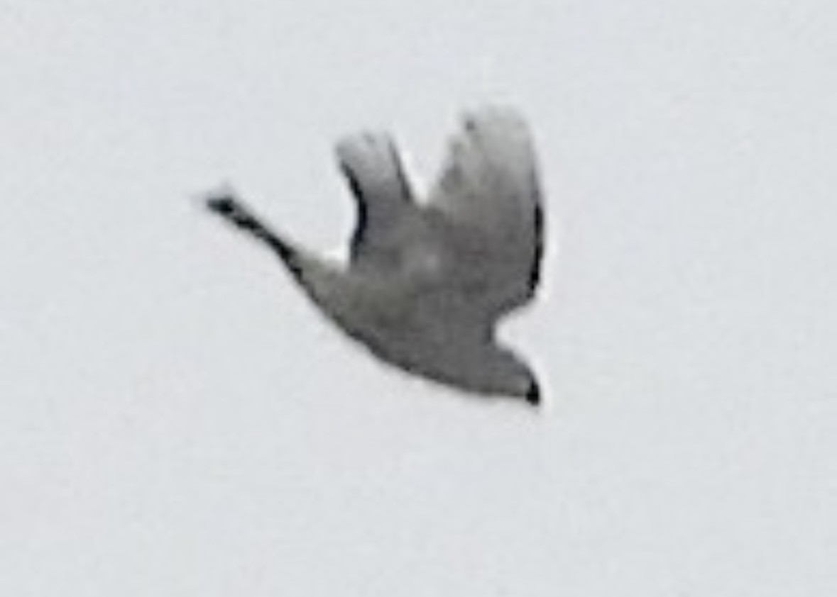 Pinu-gailupa - ML645675348