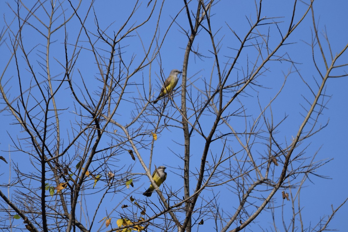 Western Kingbird - ML645675353