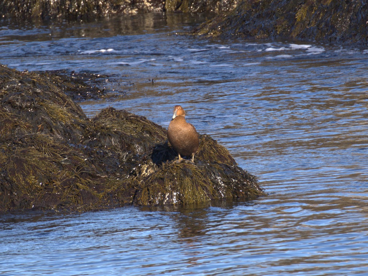 kajka mořská - ML645675358