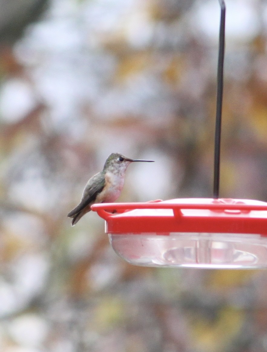 Rufous Hummingbird - ML645675362
