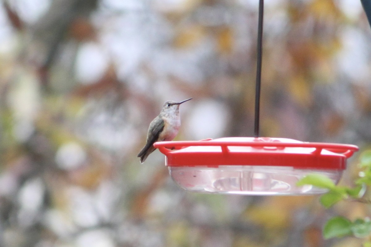 Rufous Hummingbird - ML645675363