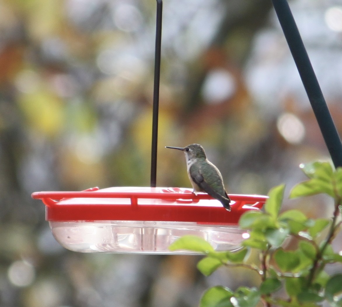 Rufous Hummingbird - ML645675364