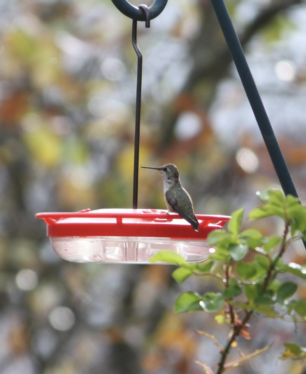 Rufous Hummingbird - ML645675365