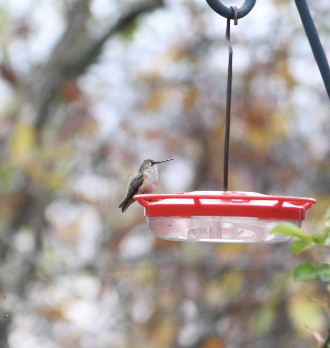 Rufous Hummingbird - ML645675366