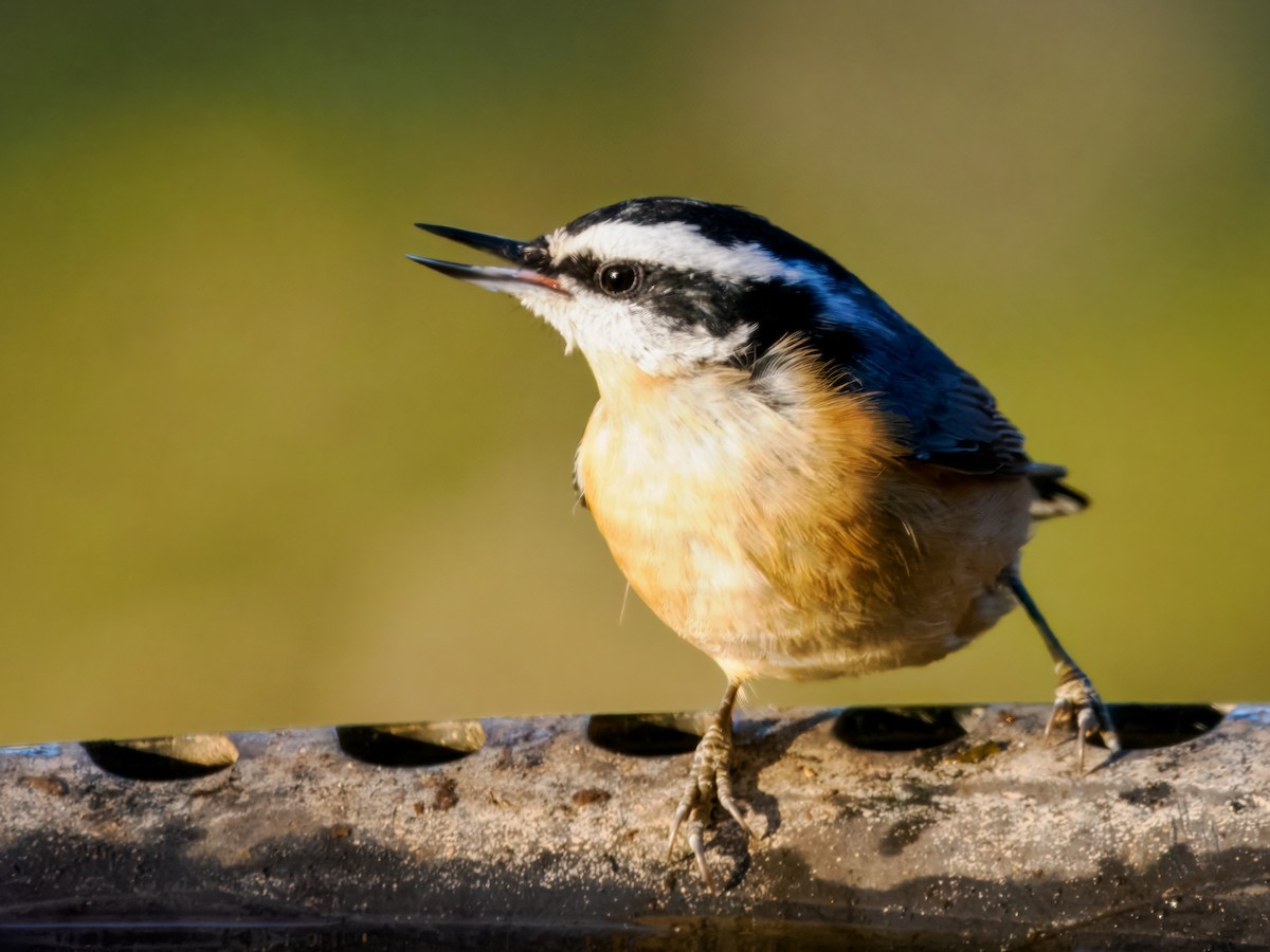 Red-breasted Nuthatch - ML645675368