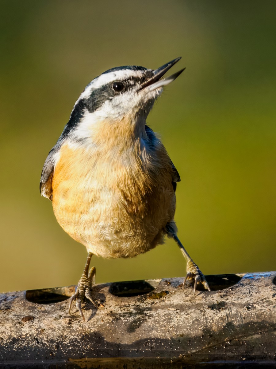 Red-breasted Nuthatch - ML645675369