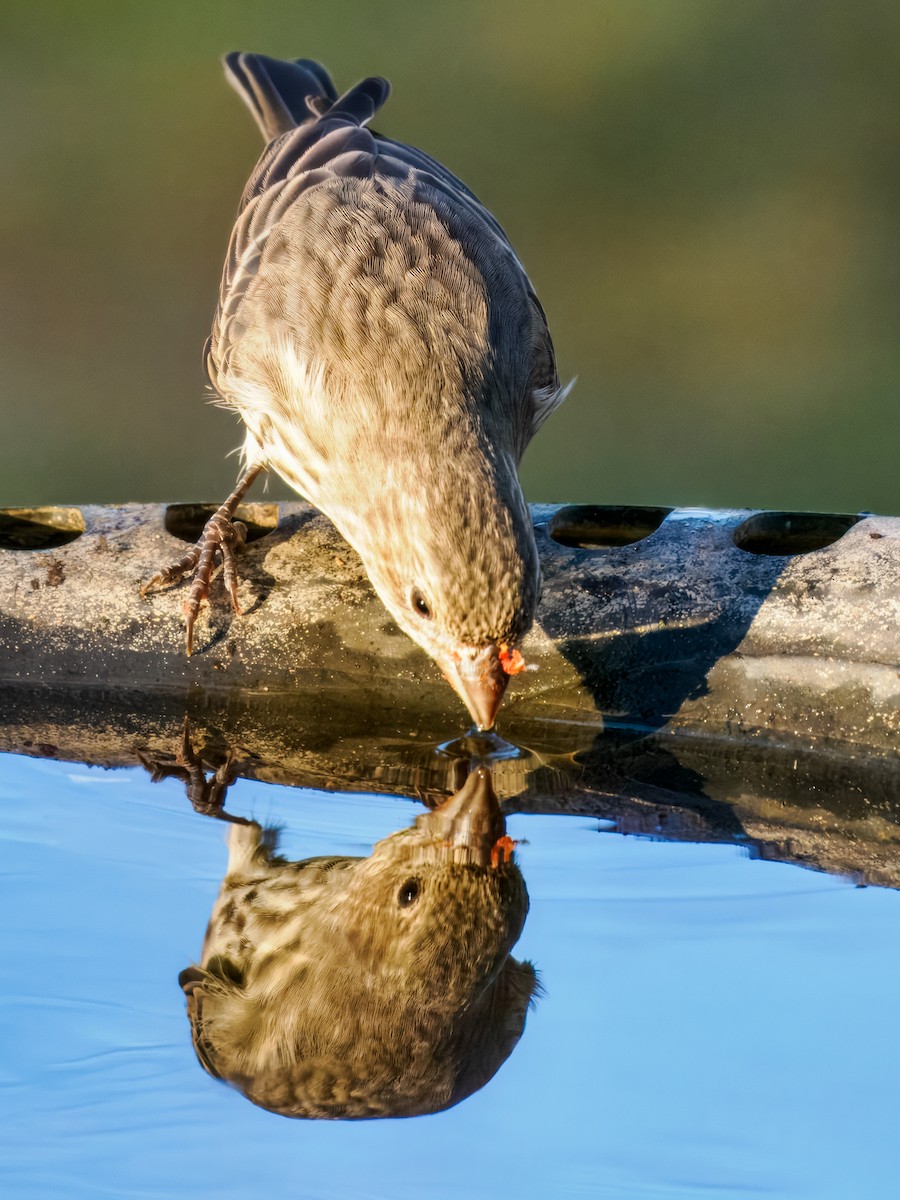 House Finch - ML645675372