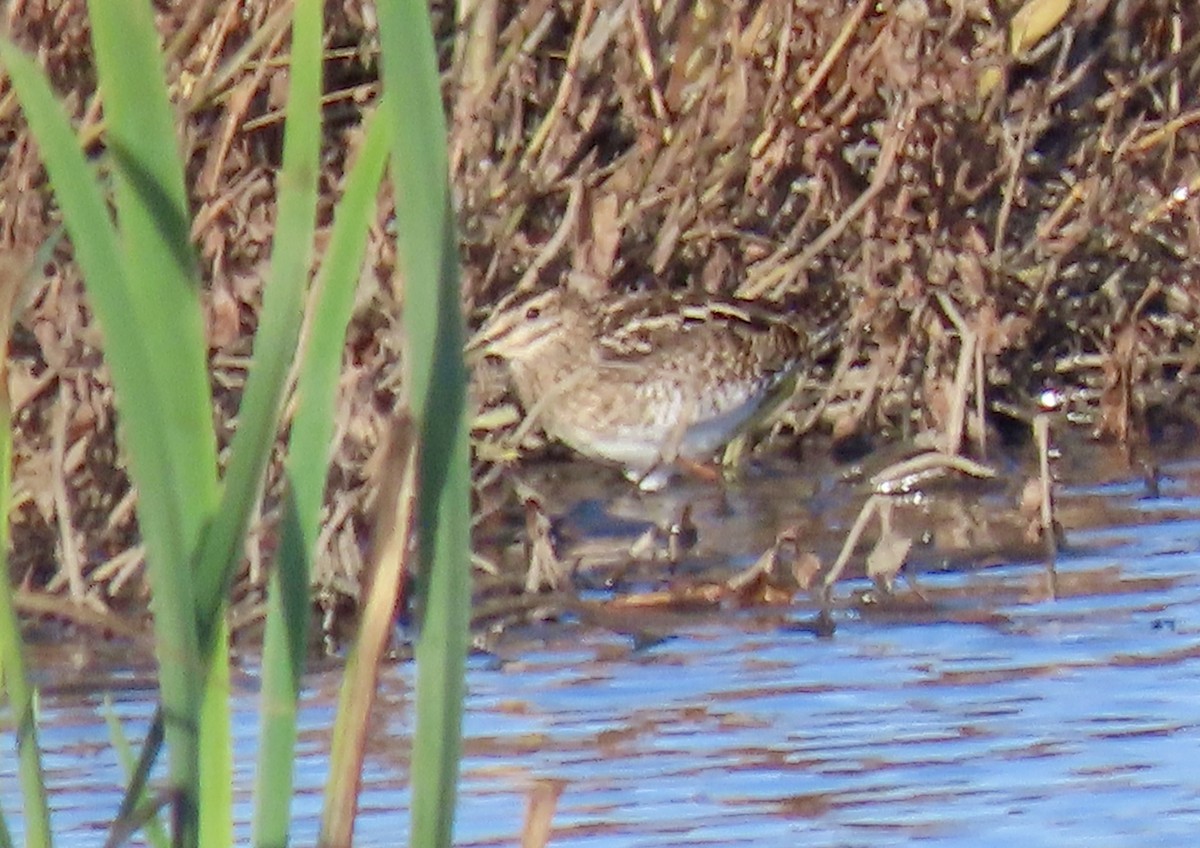 Common Snipe - ML645675374