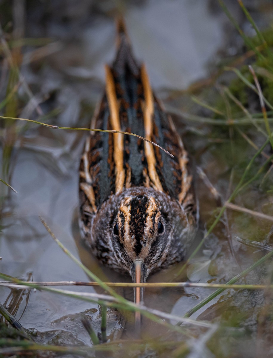 Jack Snipe - ML645675375