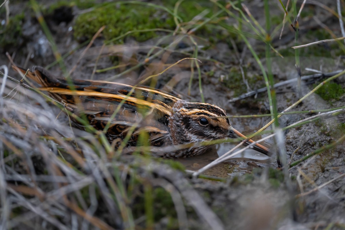 Jack Snipe - ML645675376