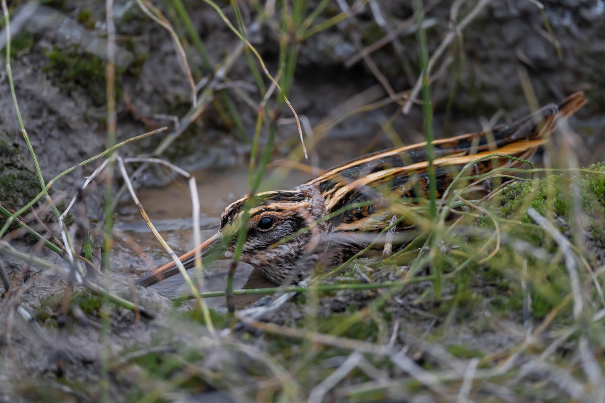 Jack Snipe - ML645675377