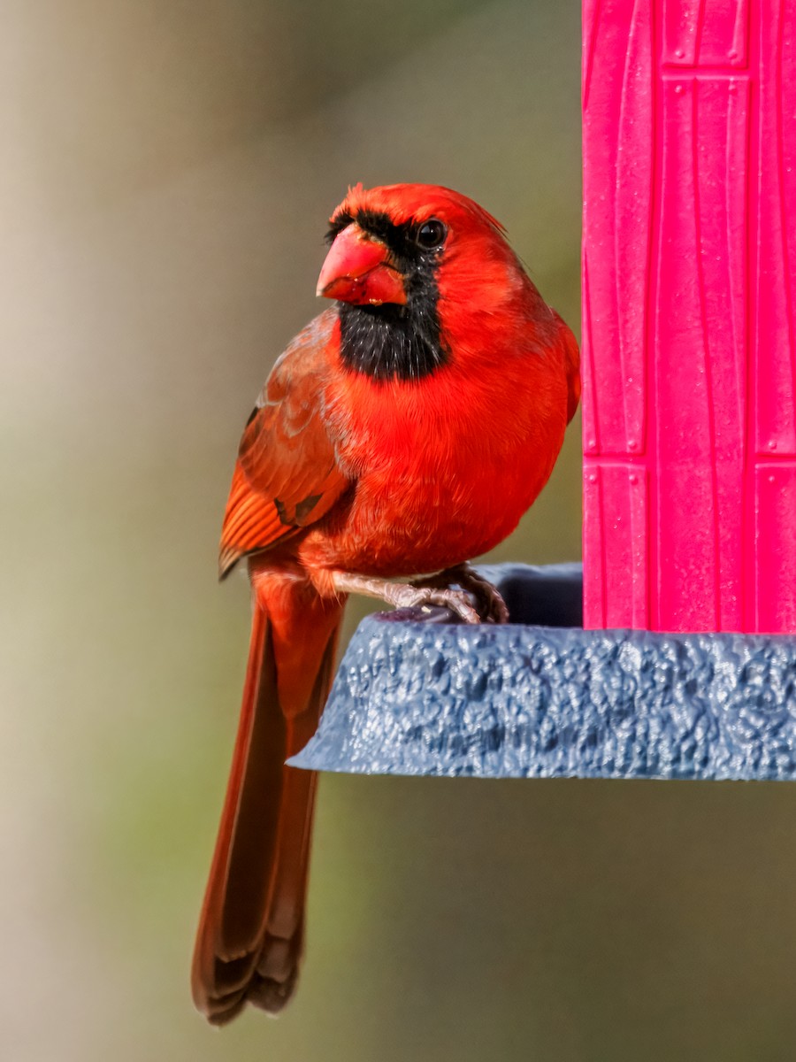 Northern Cardinal - ML645675378