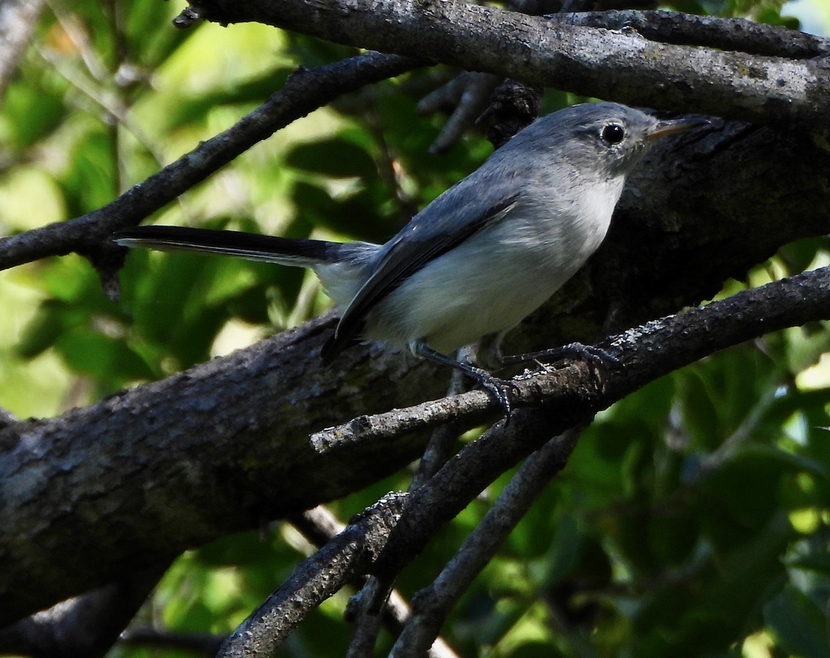 Голубая комароловка - ML645675379