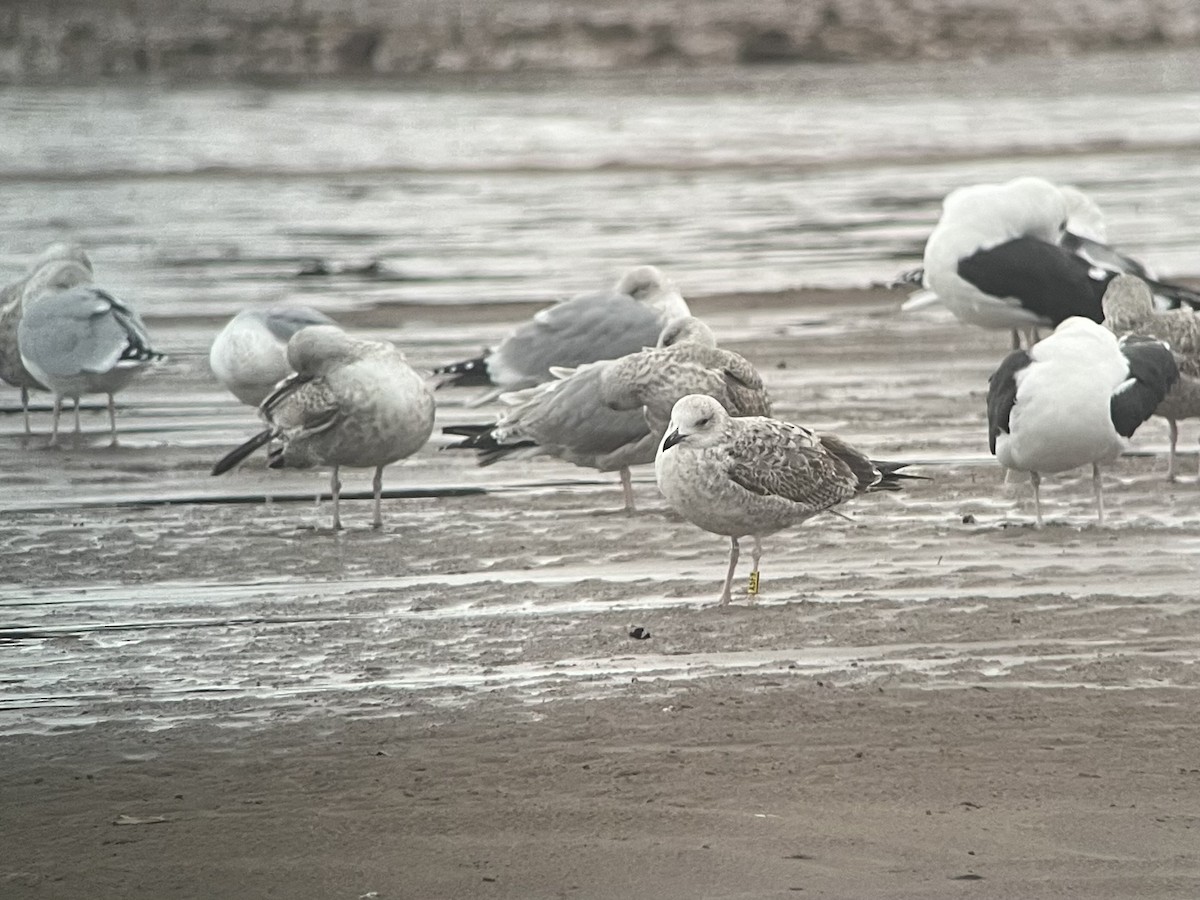 Caspian Gull - ML645675381