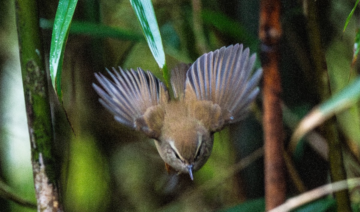 Hume's Bush Warbler - ML645675385