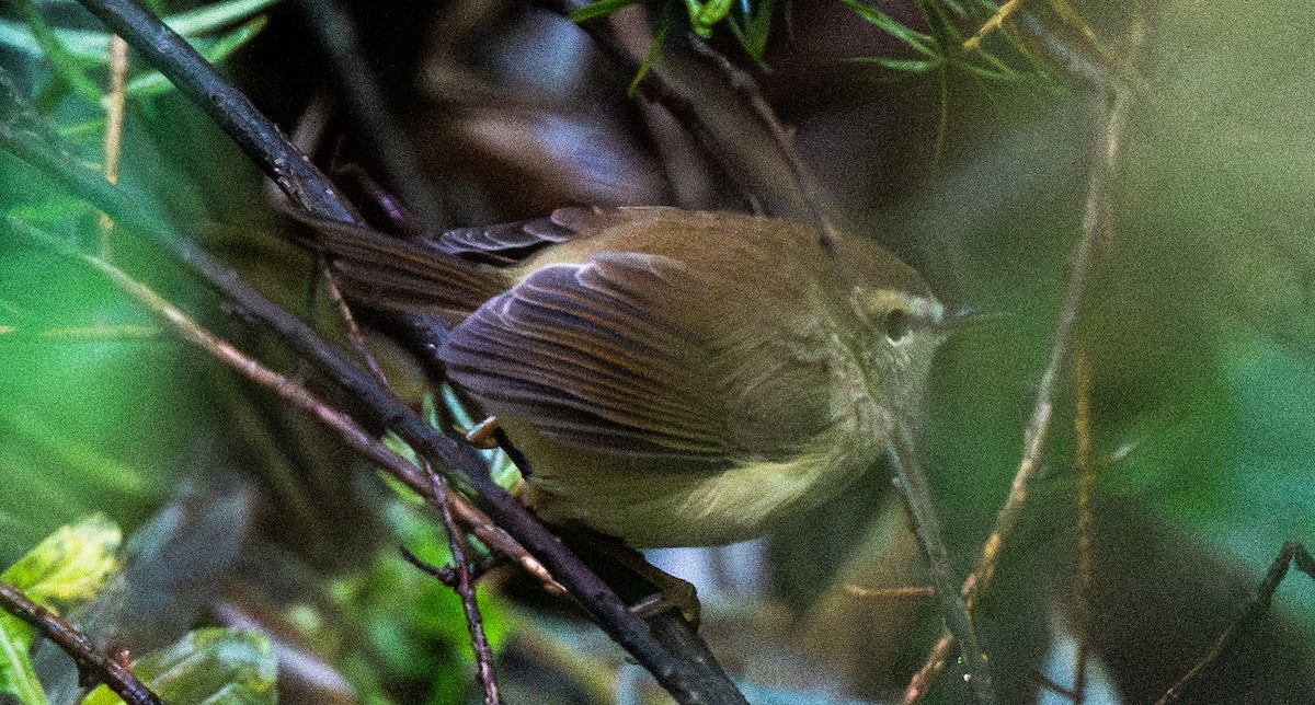 Hume's Bush Warbler - ML645675386