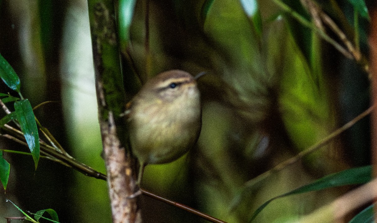 Hume's Bush Warbler - ML645675387