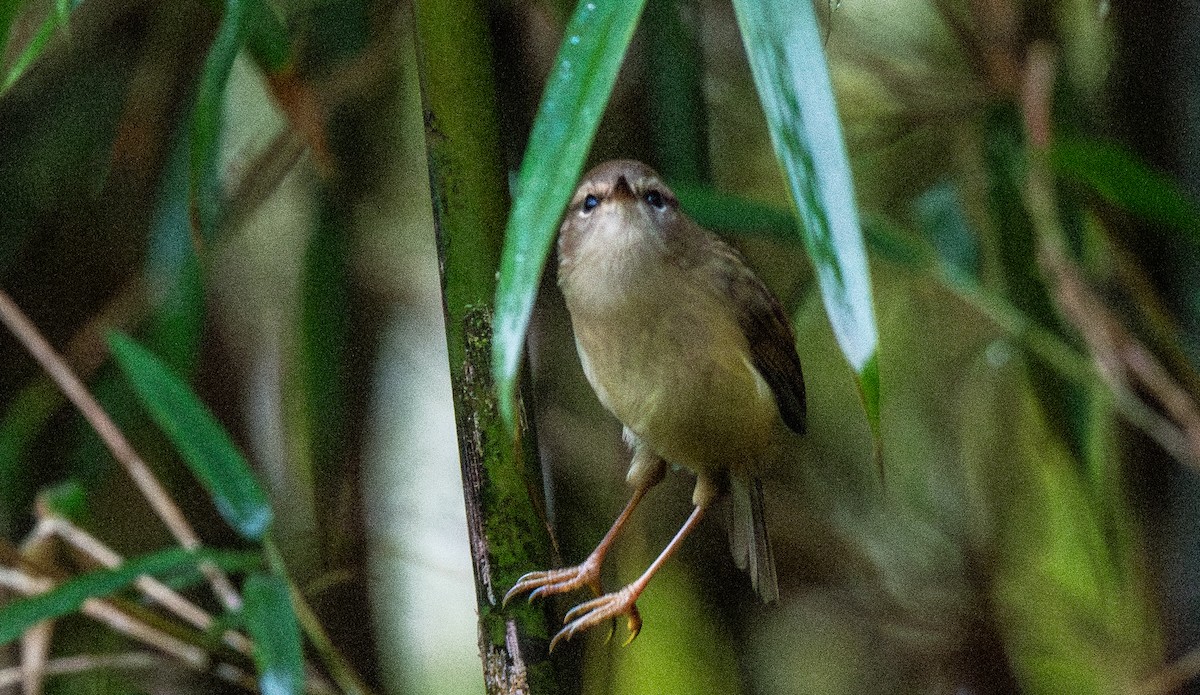 Hume's Bush Warbler - ML645675388