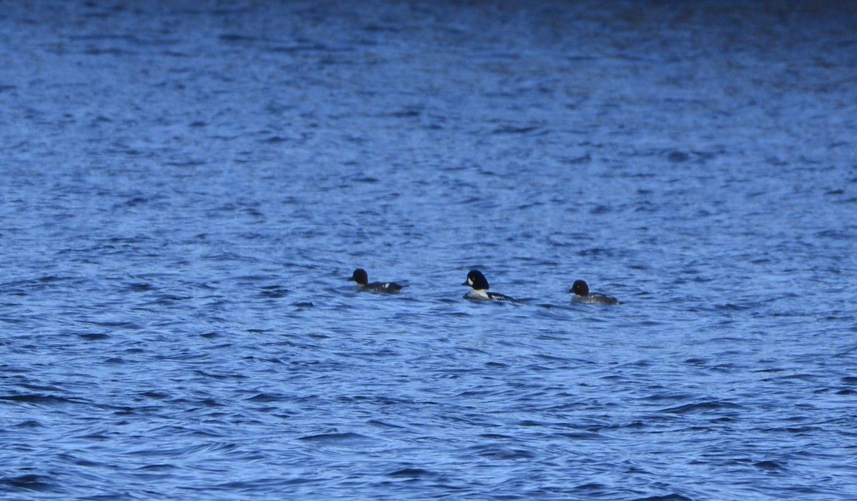 Barrow's Goldeneye - ML645675389