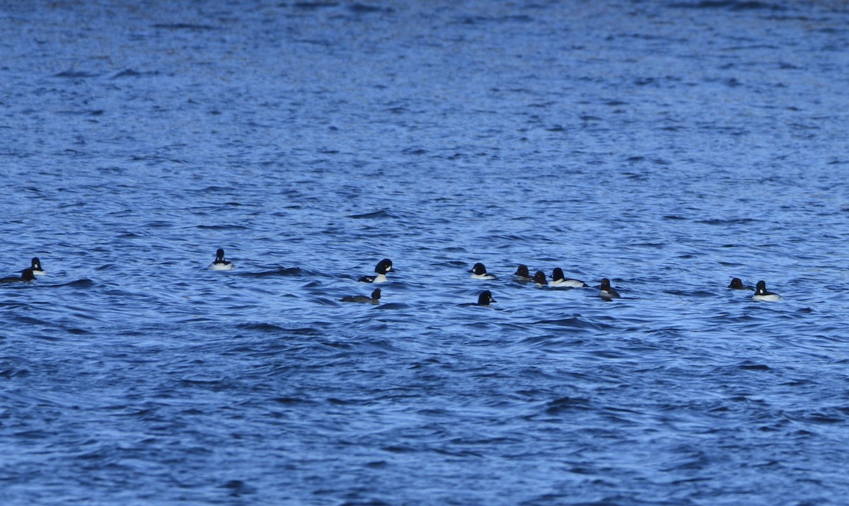 Barrow's Goldeneye - ML645675390