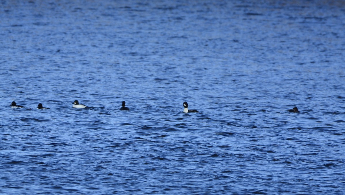 Barrow's Goldeneye - ML645675391