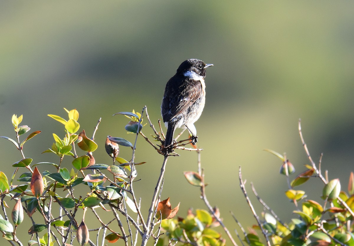 European Stonechat - ML645675409