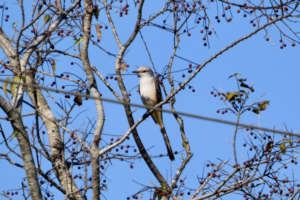 Scissor-tailed Flycatcher - ML645675414