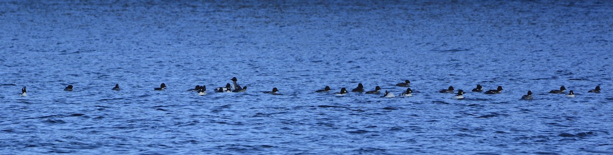 Алаг шунгаач - ML645675420