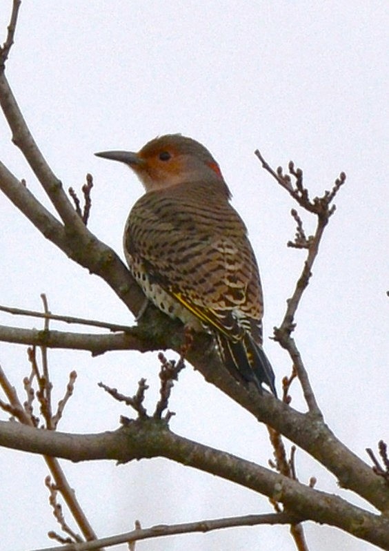Northern Flicker - ML645675422