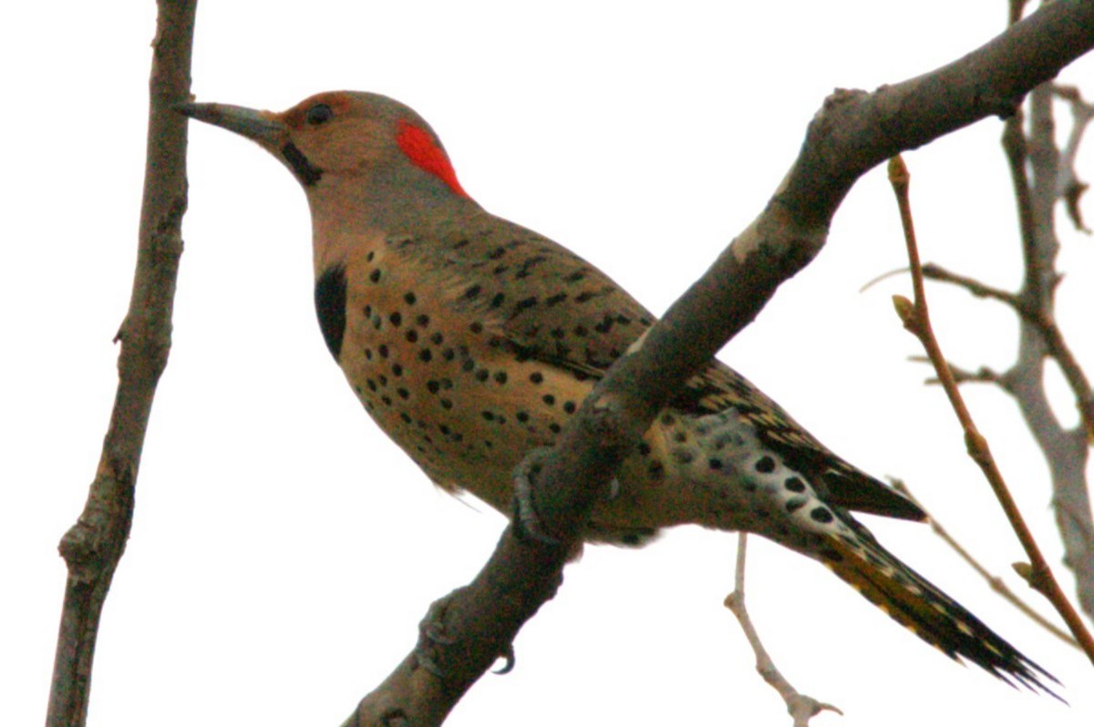 Northern Flicker - ML645675423