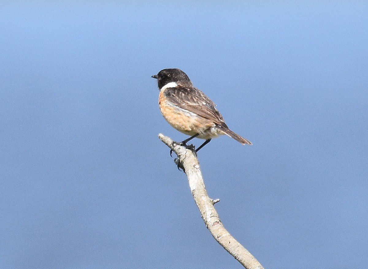 European Stonechat - ML645675425