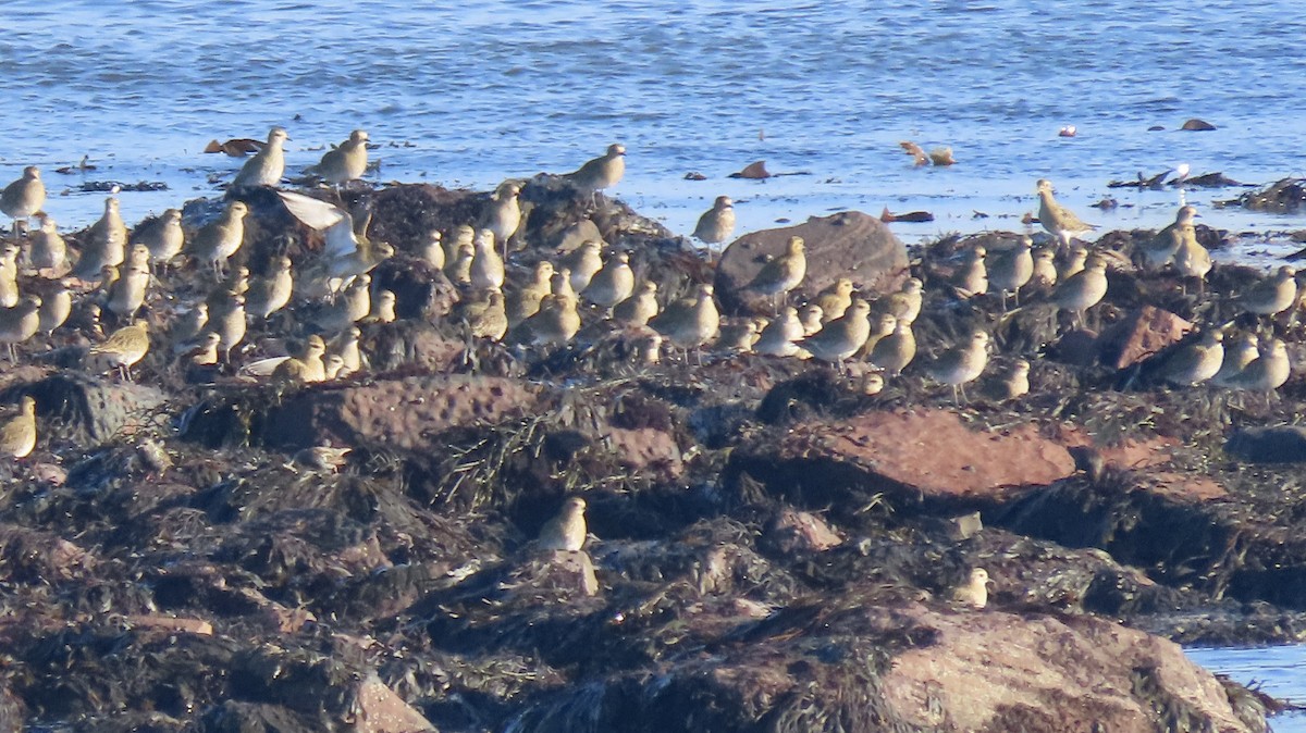 Сивка звичайна - ML645675426