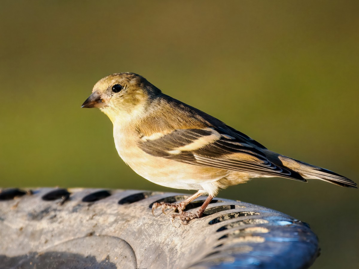 American Goldfinch - ML645675432