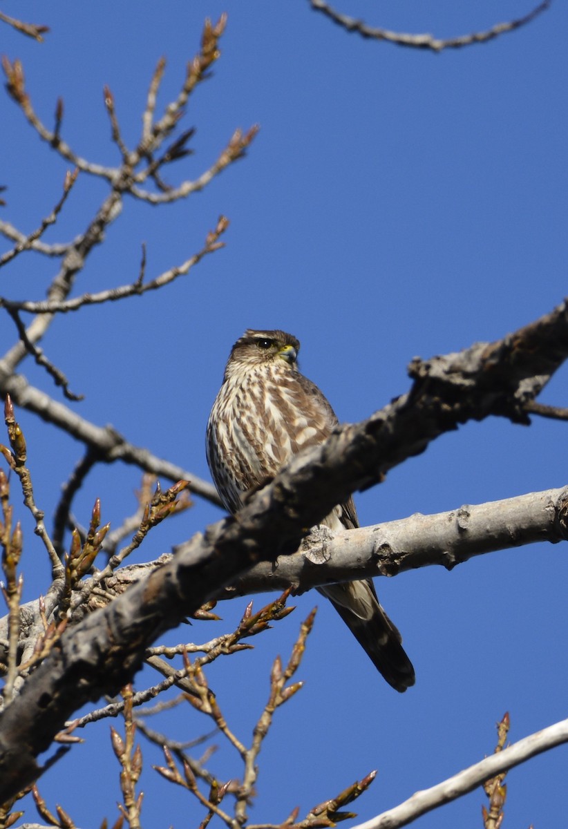 Хайргууна шонхор - ML645675442