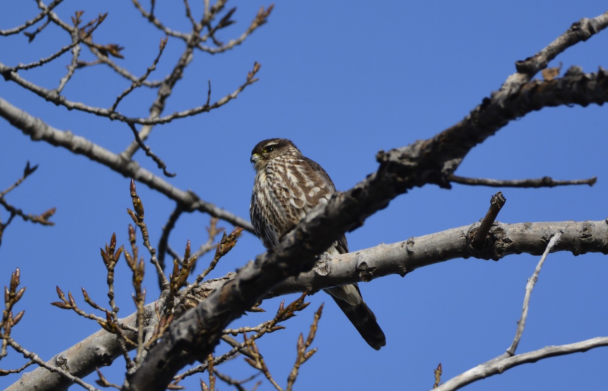 Хайргууна шонхор - ML645675443