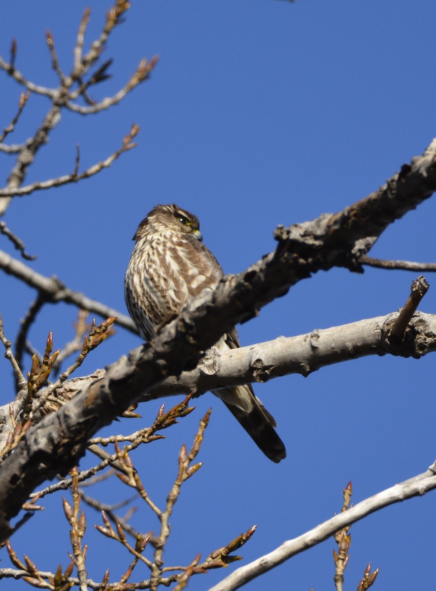 Хайргууна шонхор - ML645675444