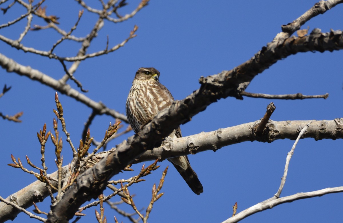 Хайргууна шонхор - ML645675445