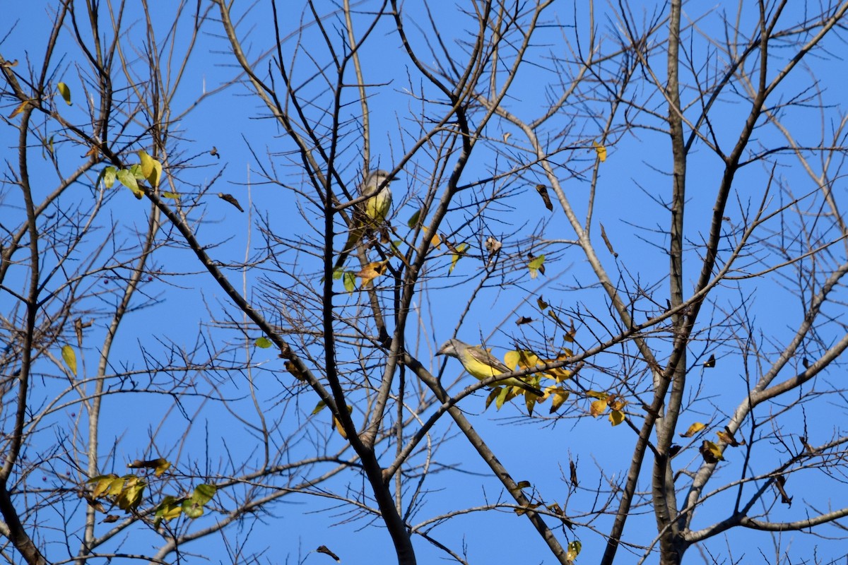 Western Kingbird - ML645675456