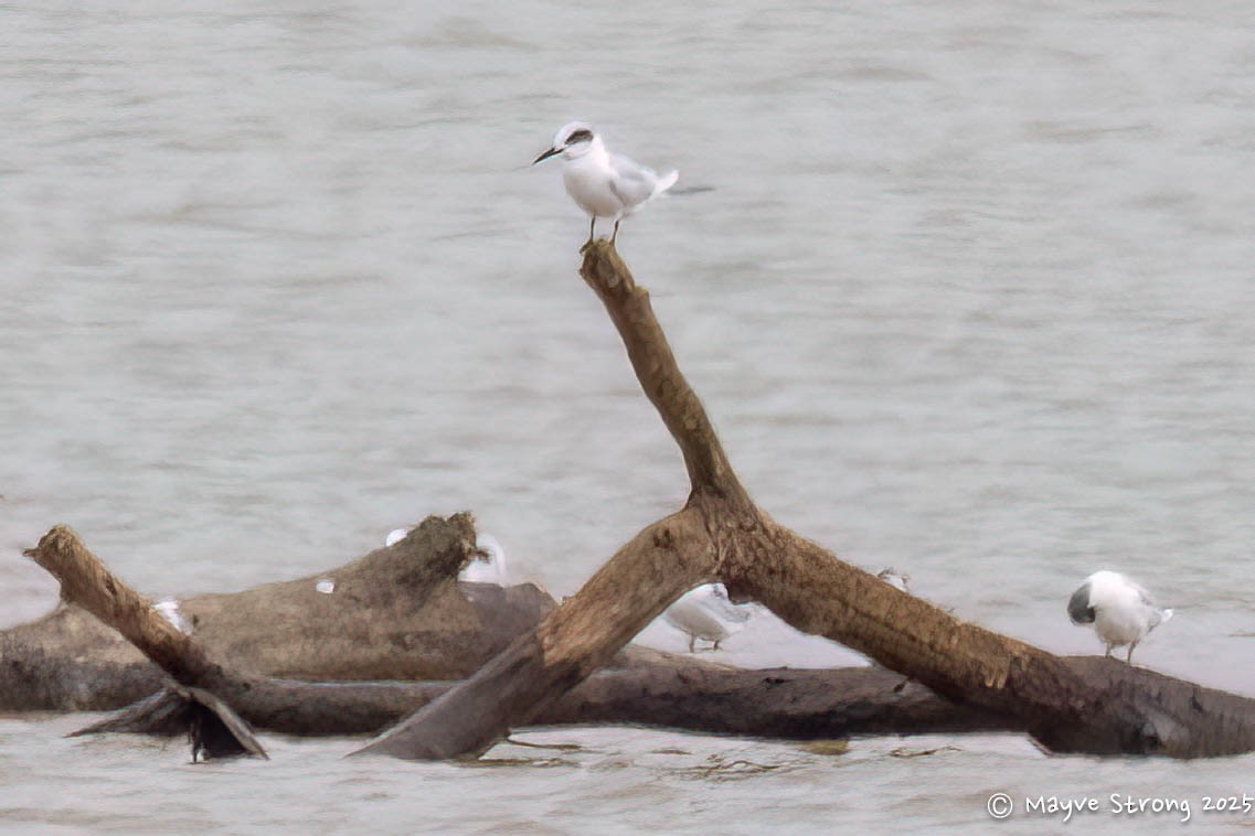 Forster's Tern - ML645675460