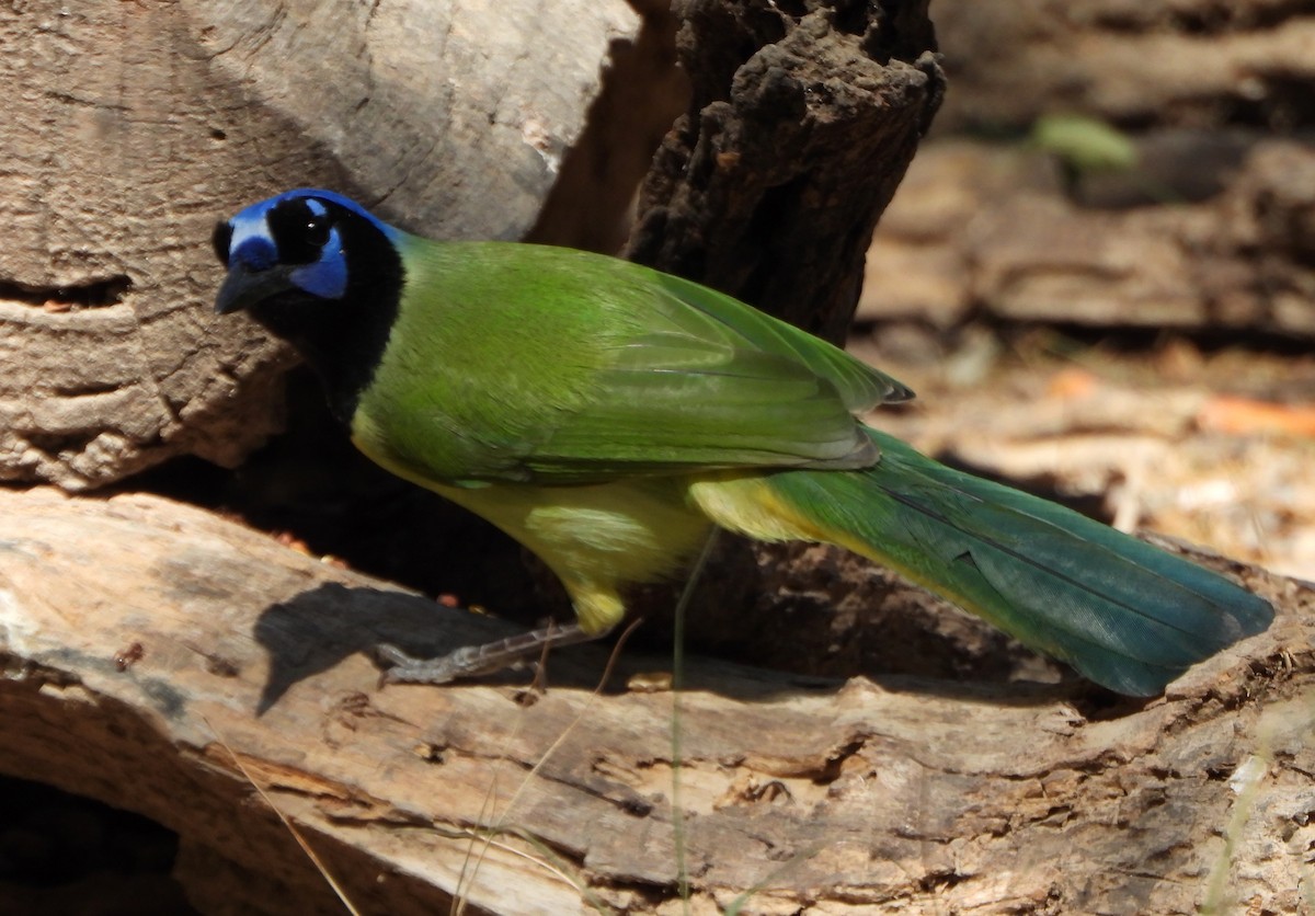 Inkablaurabe - ML645675481