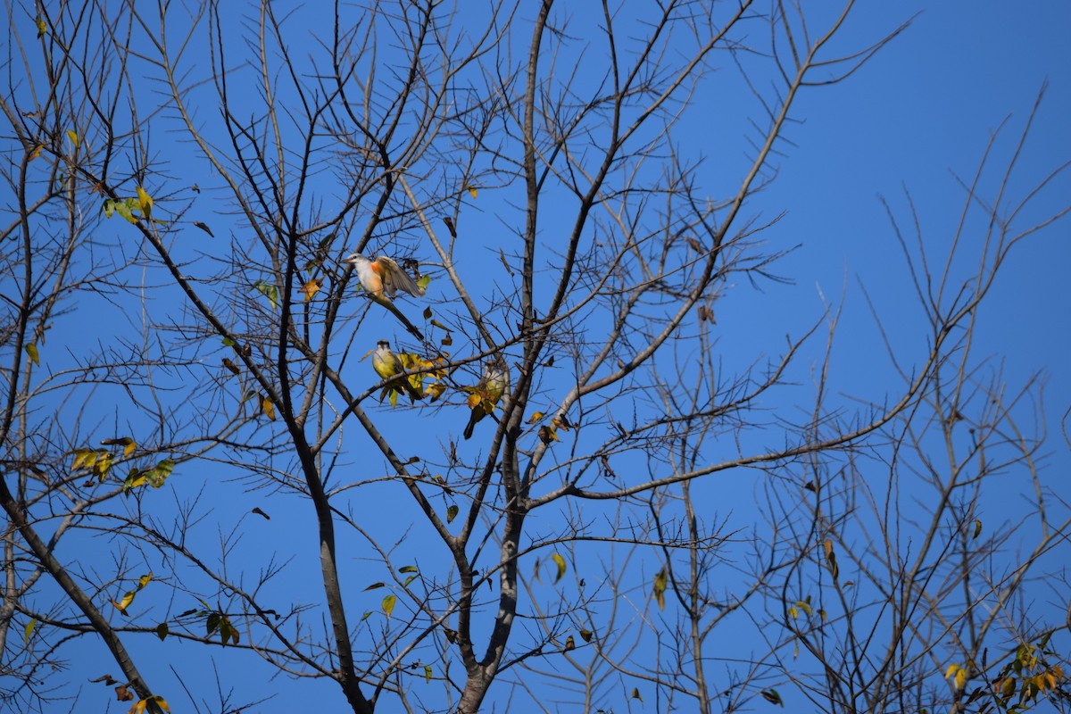 Scissor-tailed Flycatcher - ML645675501