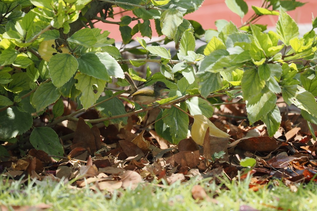 Green-backed Camaroptera - ML645675509
