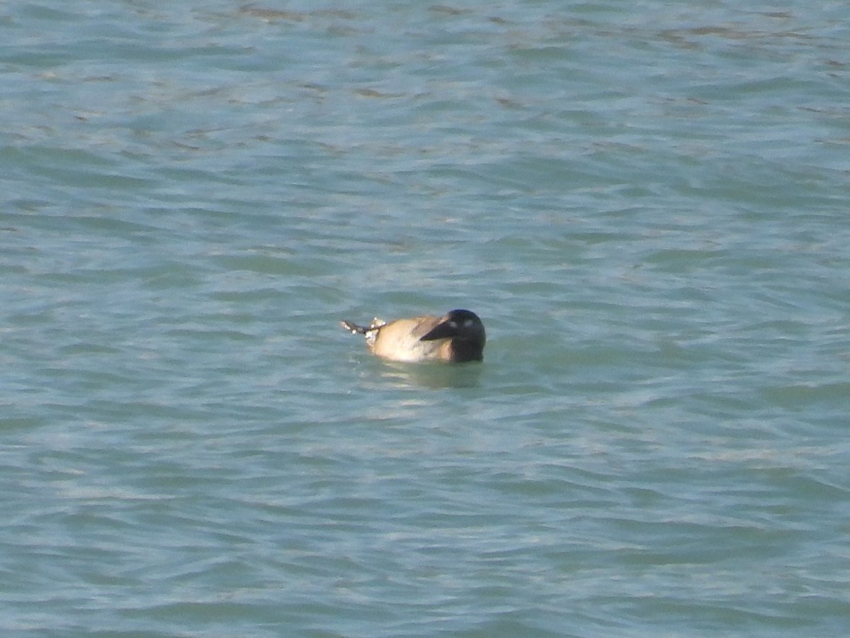 Surf Scoter - ML645675511