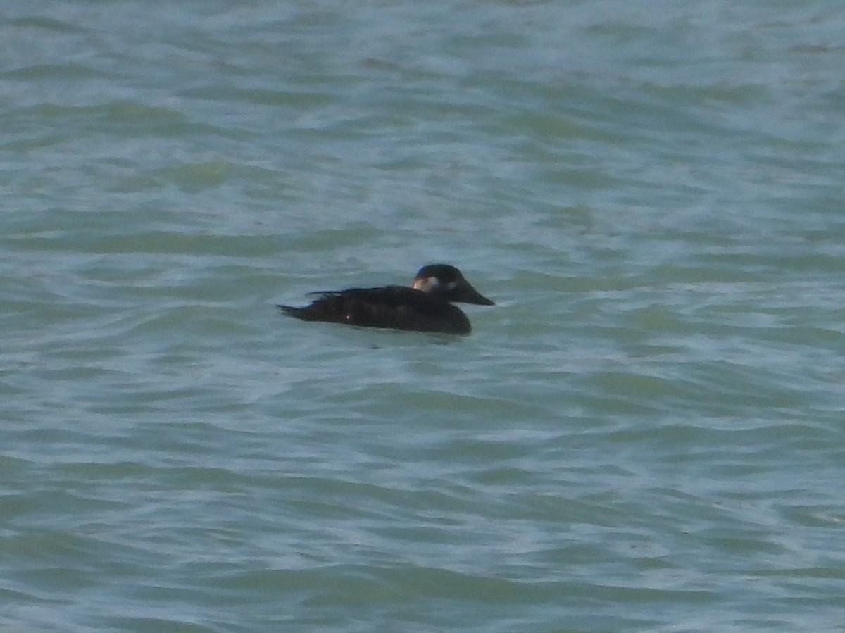 Surf Scoter - ML645675512