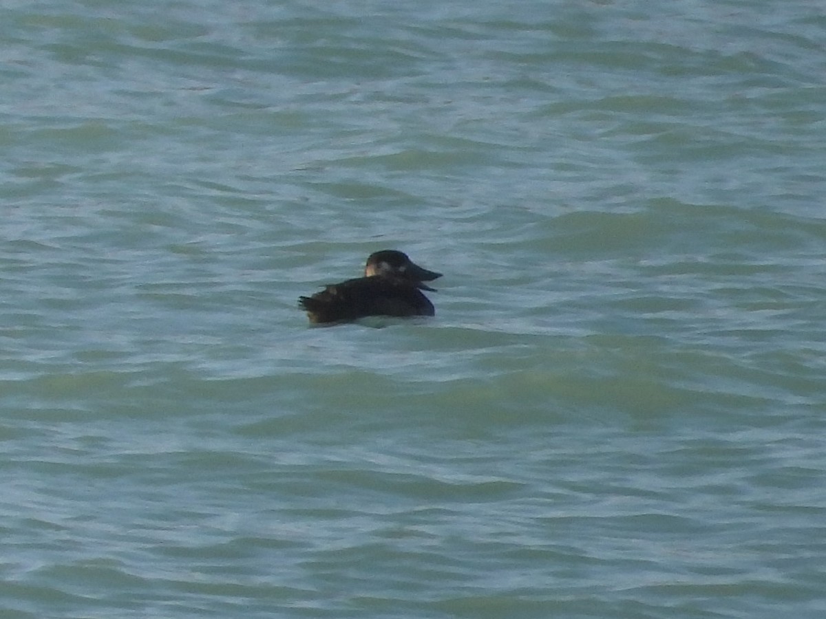 Surf Scoter - ML645675513