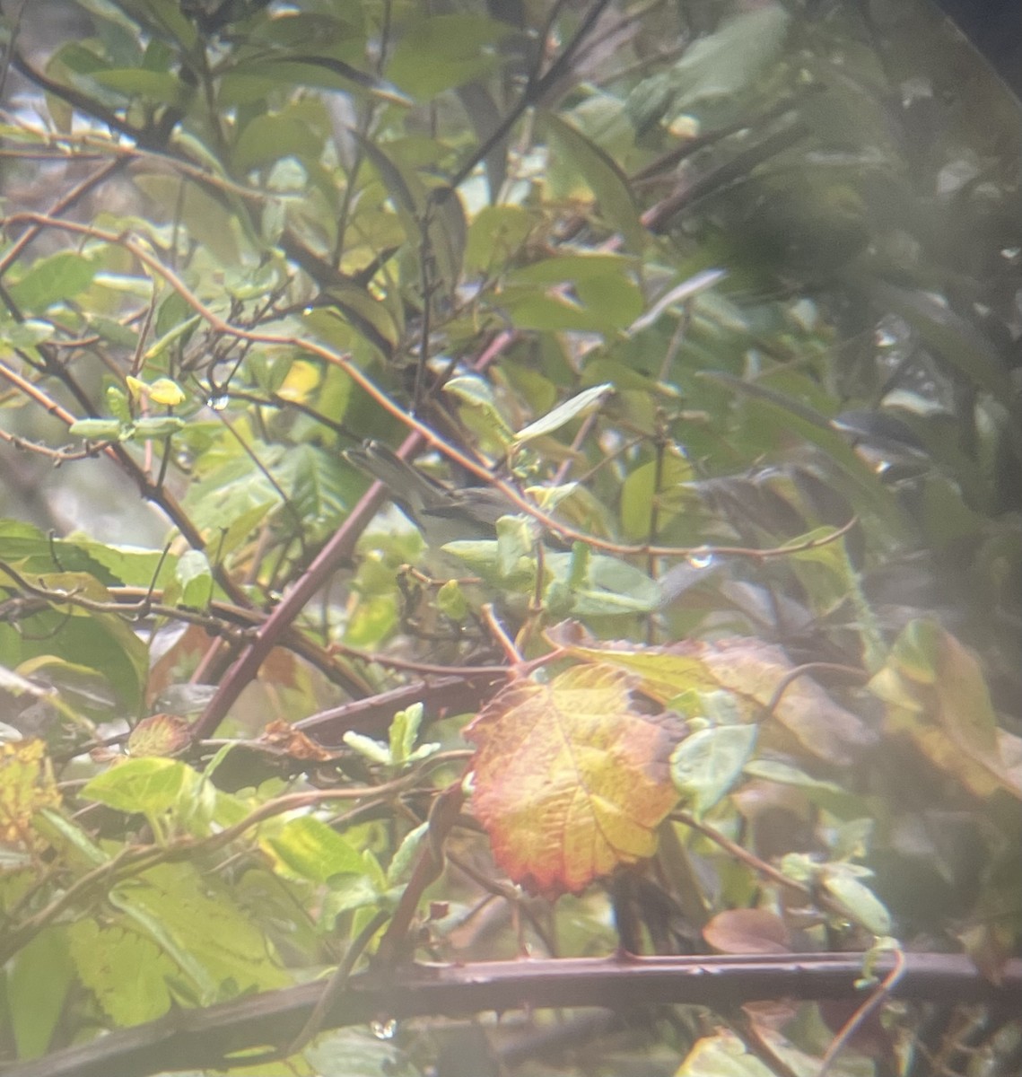Black-throated Green Warbler - ML645675527