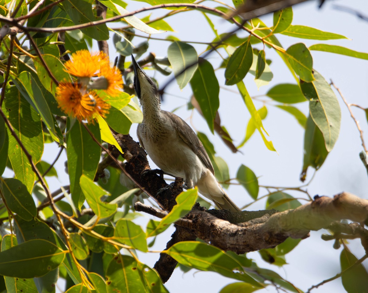 zoborožík stříbrokorunkatý - ML645675531