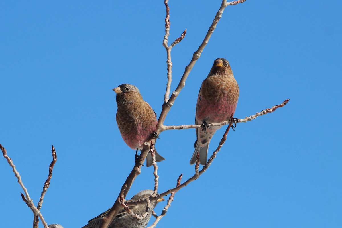 pěnkavice coloradská - ML645675543