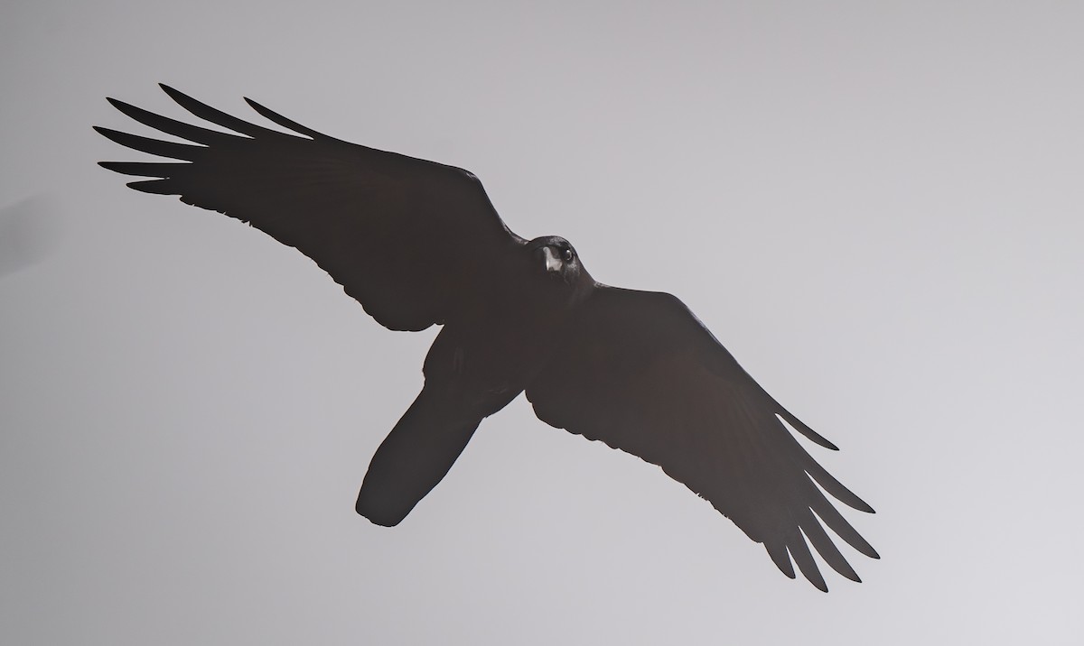 Large-billed Crow - ML645675554